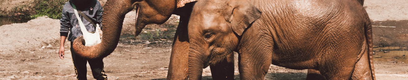 Baidu and 33 Other Tech Companies Combat Wildlife Trafficking