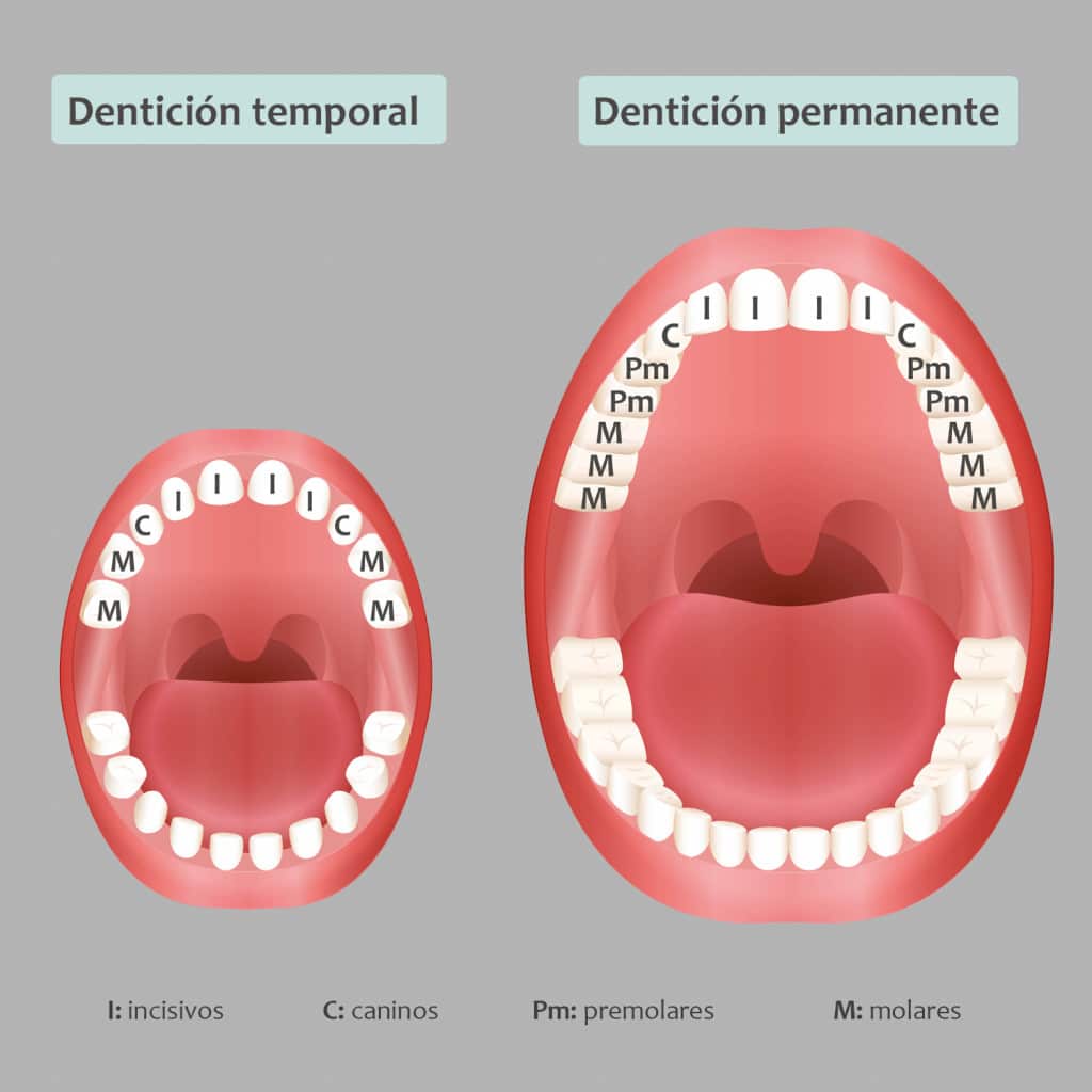 La Dentición Temporal Y La Dentición Permanente 1522