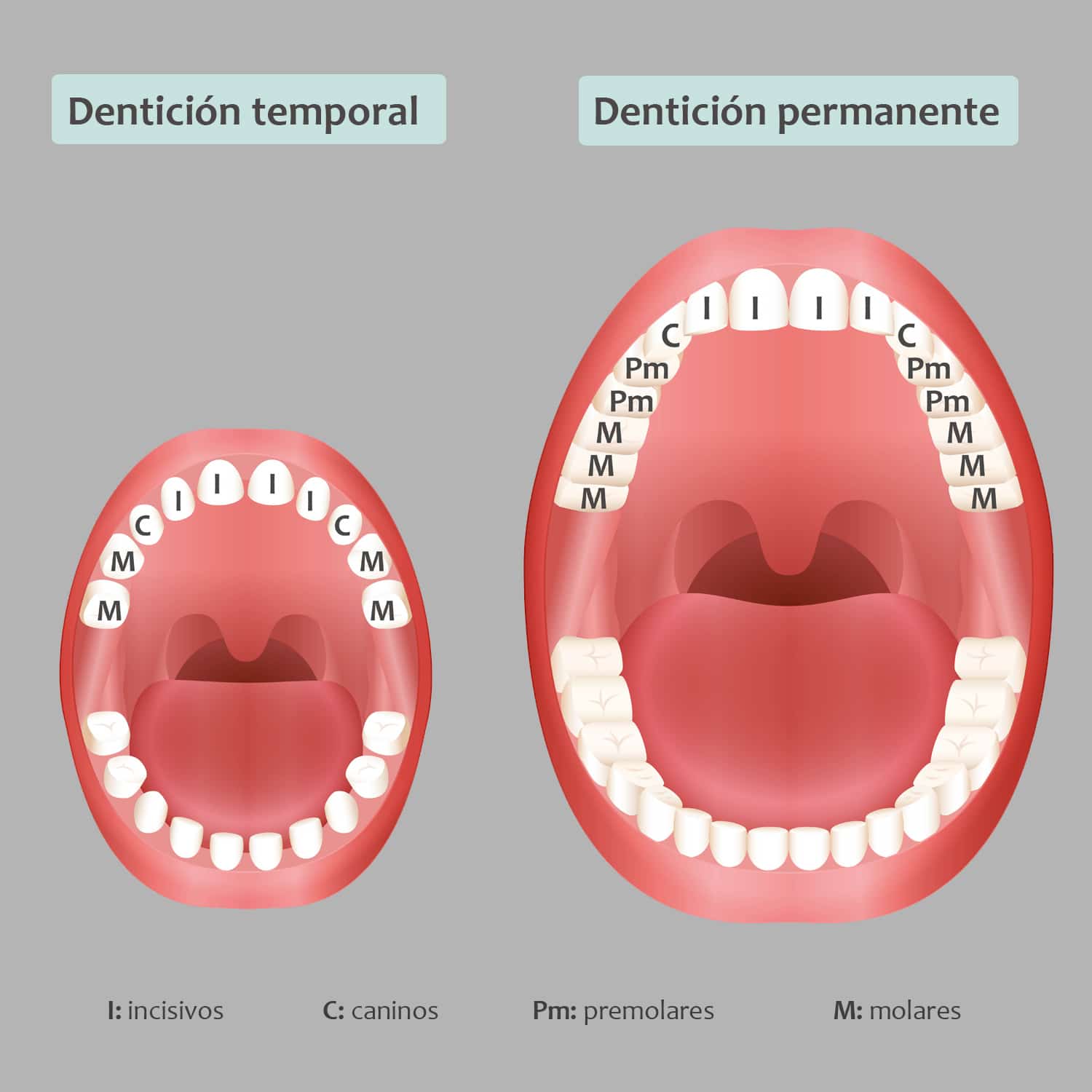 Introducir 105+ imagen segunda denticion