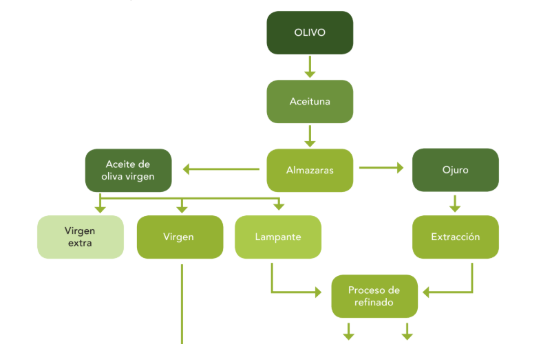 Esquema de obtención y de los tipos de aceite de oliva