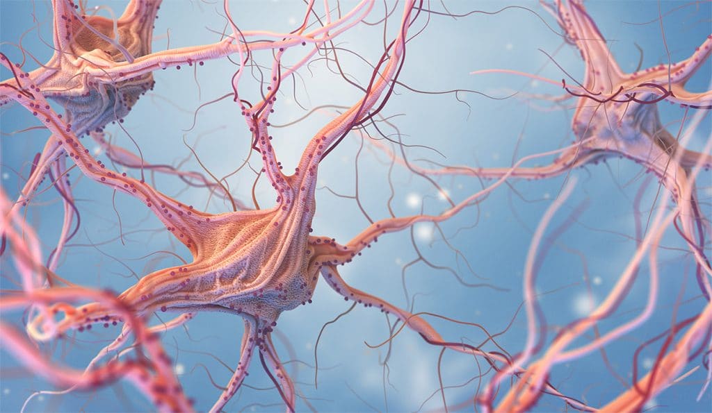 El cerebro humano tiene millones de neuronas, que se encargan transportar información.