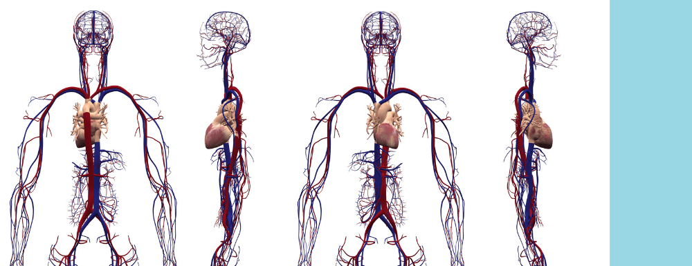 Anatomía del corazón y el sistema cardiovascular
