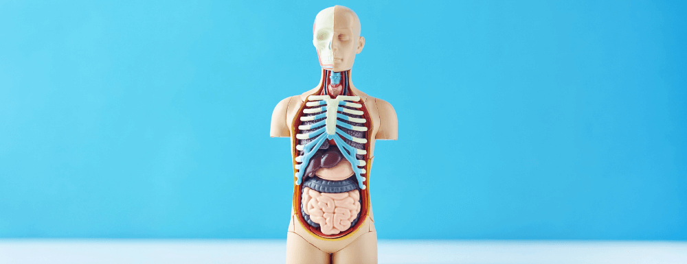 Anatomía del corazón y el sistema cardiovascular