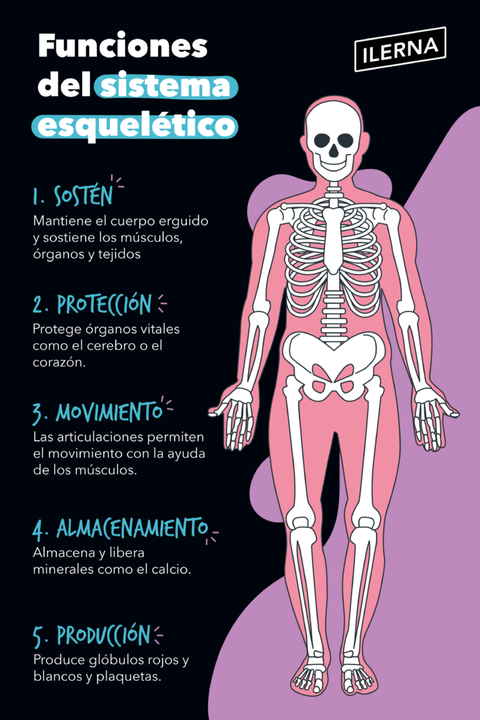Funciones del sistema óseo