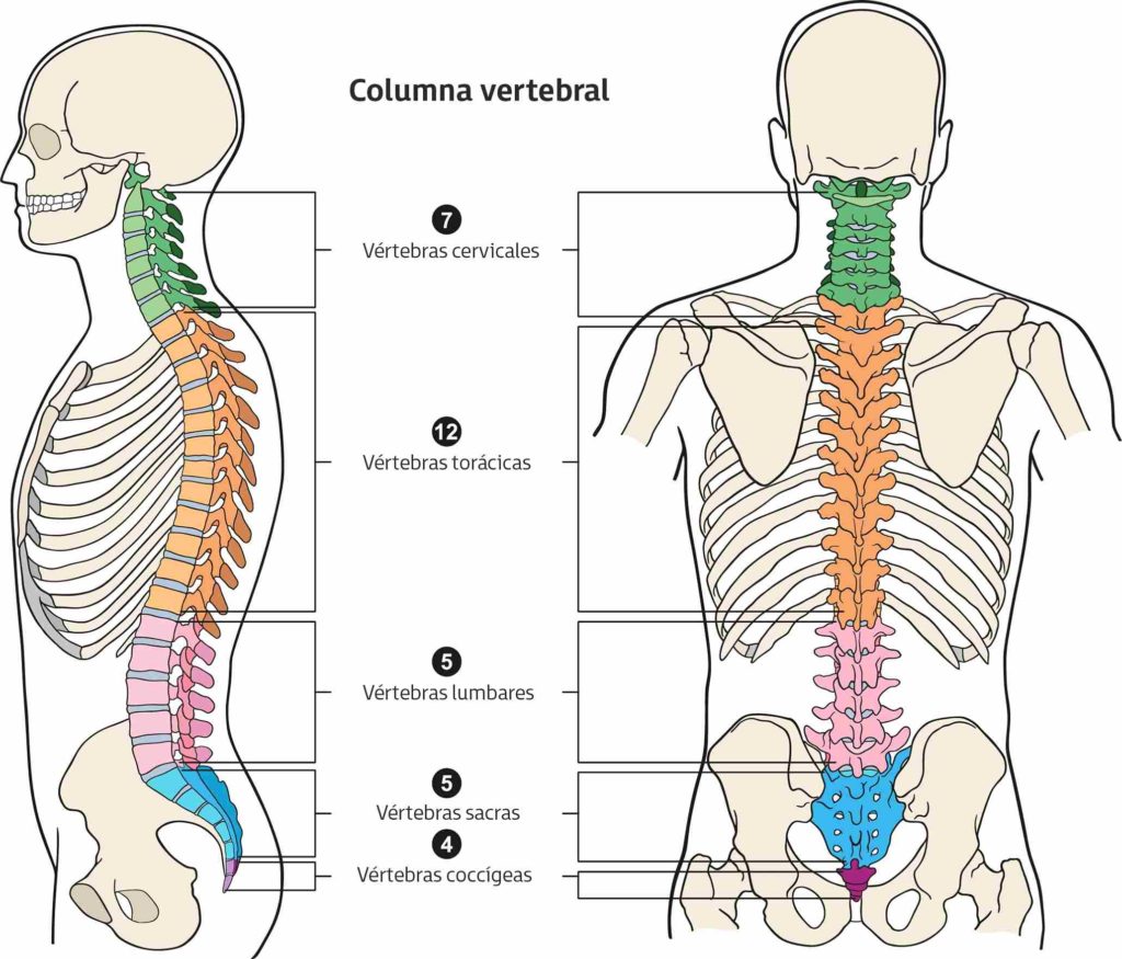 Columna vertebral: MedlinePlus enciclopedia médica illustración