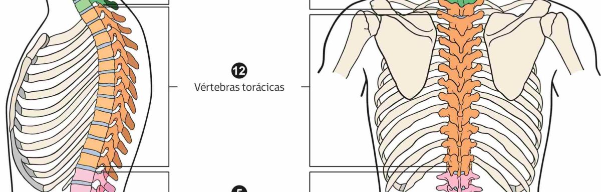 Representación de la columna vertebral con evidencia de la columna