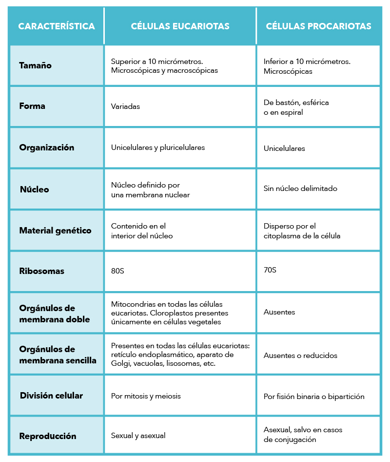 Diferencias entre la célula eucariota y procariota