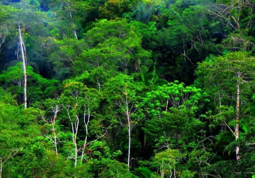 6 Ciri Ciri Hutan Hujan Tropis di Indonesia dan 