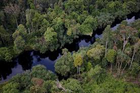 17 Ciri ciri Hutan  Rawa Gambut  dan Penjelasannya 