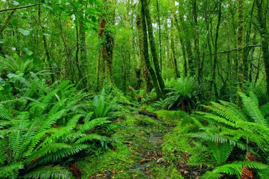 Unduh 740 Koleksi Gambar Fauna Hutan Hujan Tropis  Gratis