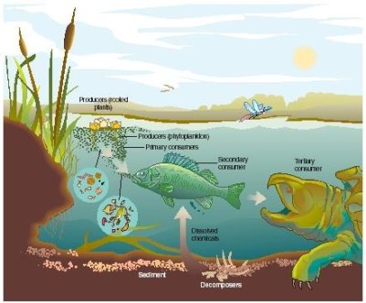 Download 66 Koleksi Gambar Ekosistem Pantai Dan Penjelasannya Terbaik 