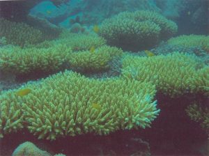 Acropora Elegantula