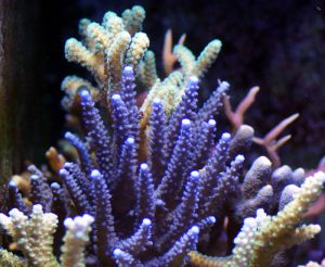 Acropora Grandis