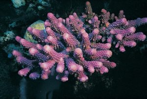 Acropora Humillis