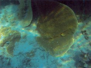 Montipora Danae