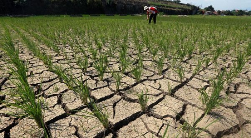 KEKERINGAN PESAWAHAN DI BANDUNG IlmuGeografi com