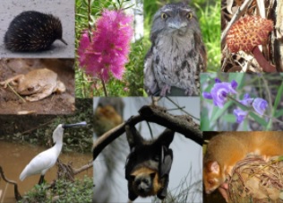 Download 550 Gambar Flora Dan Fauna Serta Penjelasannya Terbaik Gratis HD