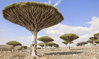 Download 42 Koleksi Gambar Flora Dan Fauna Di Mesir Paling Bagus 
