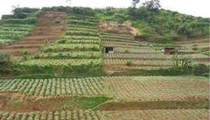 Lahan potensial merupakan sebidang tanah yang sanggup dikelola oleh insan sehingga memberi 3 Pemanfaatan Lahan Potensial Untuk Kehidupan Manusia