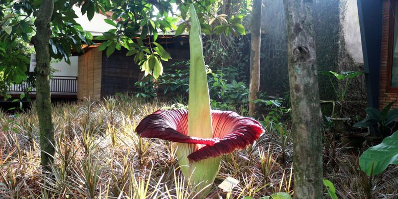 51 Koleksi Gambar Flora Fauna Indonesia Bagian Barat Gratis Terbaru