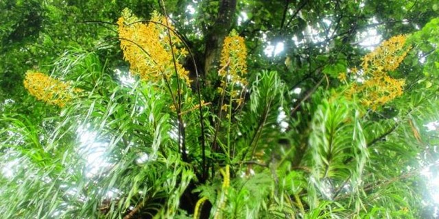 Download 8800 Gambar Flora Di Indonesia Bagian Barat Tengah Dan Timur Terbaru HD