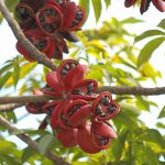 Jawa barat merupakan salah satu provinsi yang berada di sebelah barat  Flora dan Fauna Jawa Barat yang Langka dan Hampir Punah