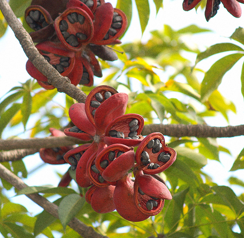 Unduh 87 Gambar Flora Dan Fauna Di Jawa Barat Keren 