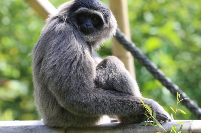 Flora dan Fauna Jawa Barat yang Langka dan Hampir Punah 