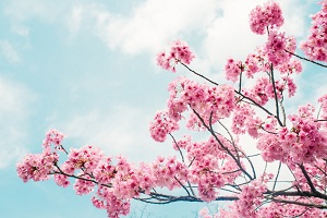 Download 5300 Koleksi Gambar Flora Bunga Sakura Paling Baru HD