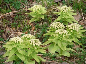 Unduh 6200 Koleksi Gambar Flora Fauna Di Jepang Paling Baru HD