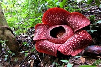 Unduh 100+ Gambar Flora Di Hutan Hujan Tropis Terbaik 