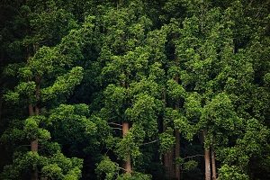 Unduh 100+ Gambar Flora Di Hutan Hujan Tropis Terbaik 