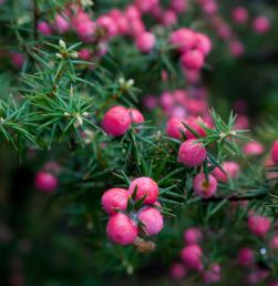 Unduh 80+ Gambar Flora Tundra Terbaik 