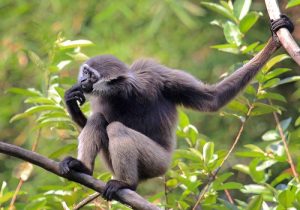 17 Contoh Fauna Indonesia Bagian Barat IlmuGeografi com