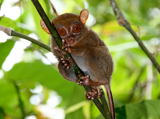 Unduh 88 Koleksi Gambar Flora Fauna Indonesia Bagian Tengah  HD