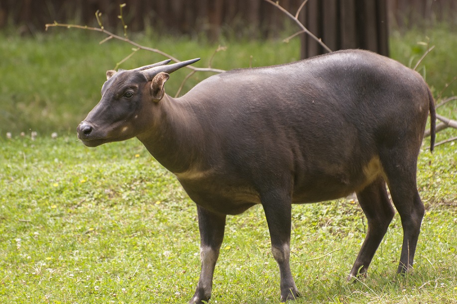 Unduh 520 Gambar Fauna Yang Ada Di Indonesia Bagian Timur Keren HD