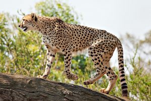 Dunia fauna memang menarik untuk dibahas Pengertian Fauna Ethiopian – Persebaran – Contoh Hewannya