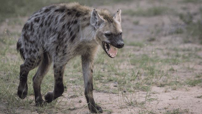 Download 5700 Koleksi Gambar Fauna Yang Ada Di Ethiopian Paling Bagus 