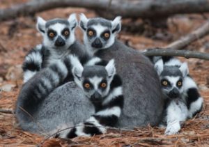 Dunia fauna memang menarik untuk dibahas Pengertian Fauna Ethiopian – Persebaran – Contoh Hewannya