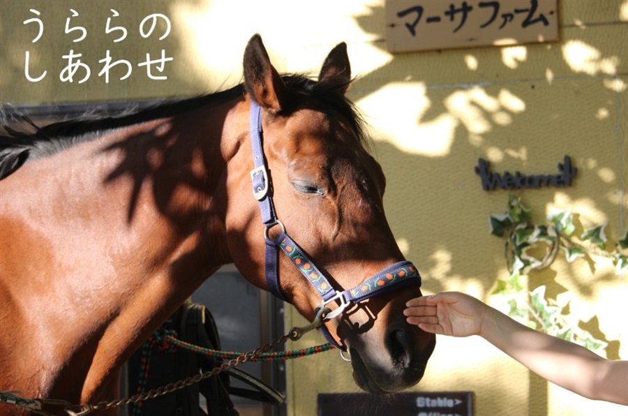 うぶごえ 引退馬の写真集制作を通じ 引退馬の支援とコロナ禍で引退馬に会えないファンに引退馬の様子をお届けしたい