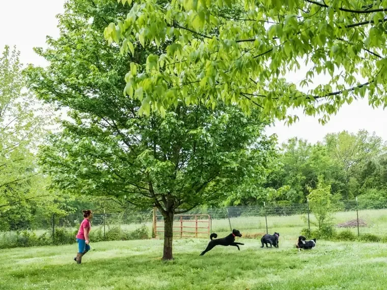 Happy dogs playing freely in the vast fields of Ernie Boudreaux's Doggie Dude Ranch, the best 	
pet boarding services in Elkins, AR