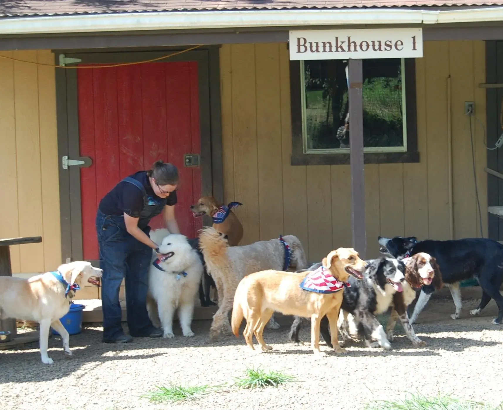 Trainer supervising gentle dog introductions in Fayetteville AR area socialization service.