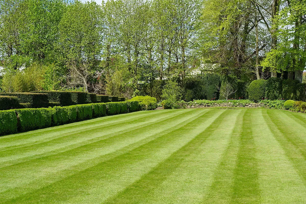 Lawn stripes on a freshly mowed lawn.