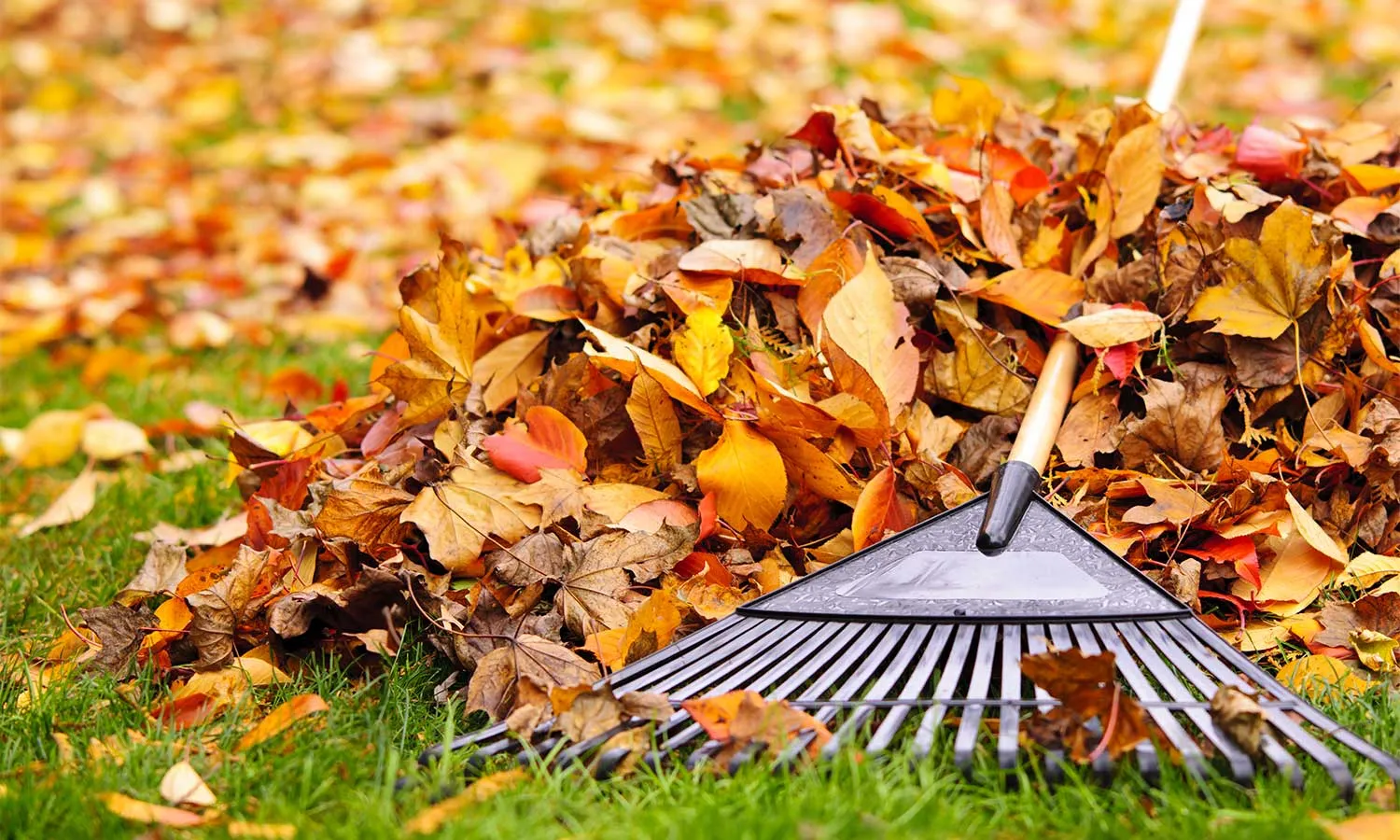 MK Lawn Solutions offers professional lawn-cleanup services in Auston.