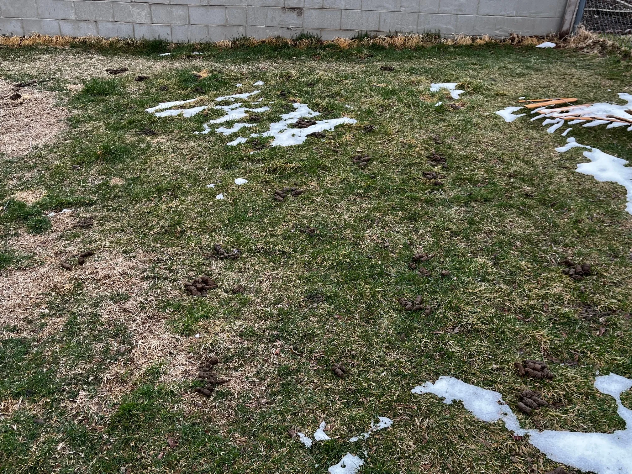 Before scooping the pest waste from yard