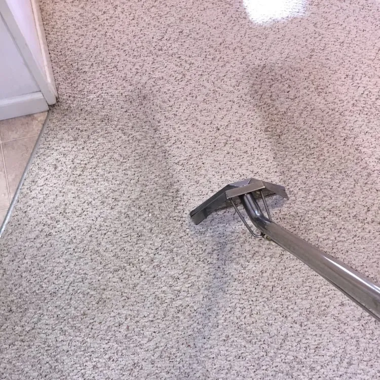 carpet cleaning in a myrtle beach home