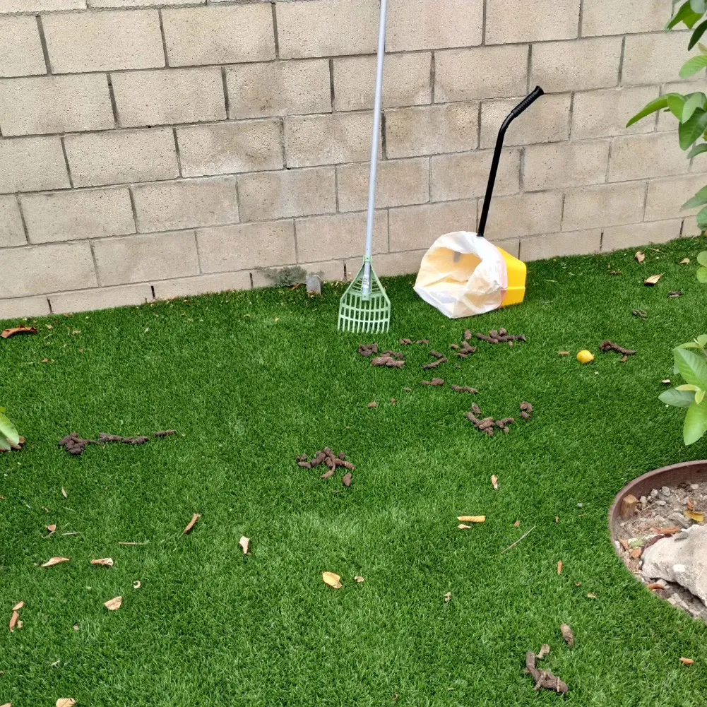 A cluttered West Covina yard with visible pet waste before 'They Pooping We Scooping' services