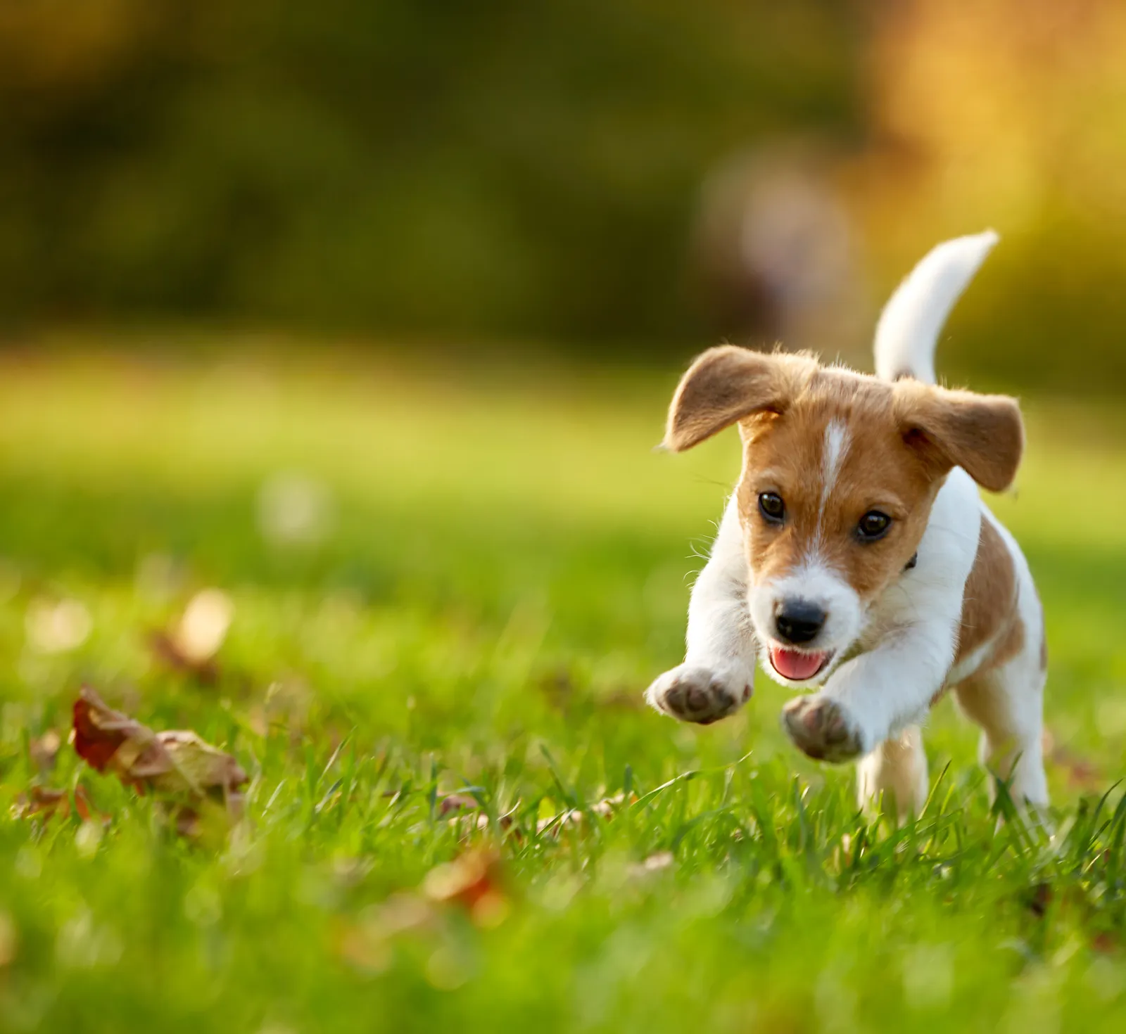 A fresh, clean, and vibrant lawn after our yard deodorizing service from our pooper scooper business.