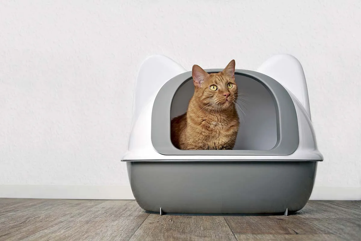 Professional cal litter box cleaning services in Ogden.