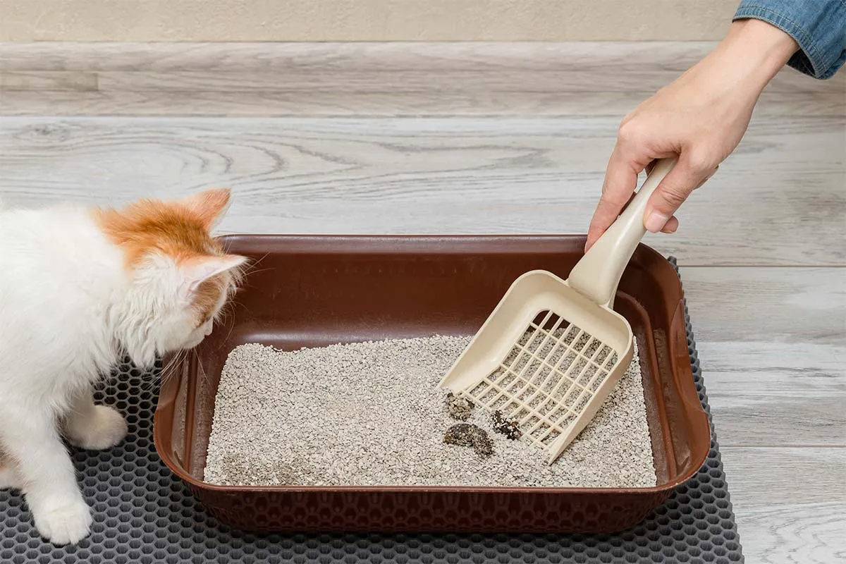 Professional cal litter box cleaning services in Ogden.